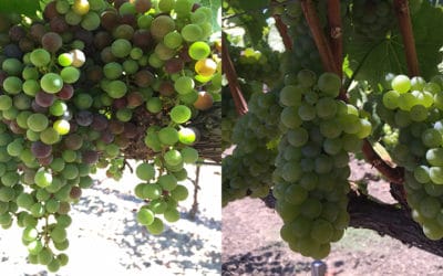 Harvest-Starts-Vineyard