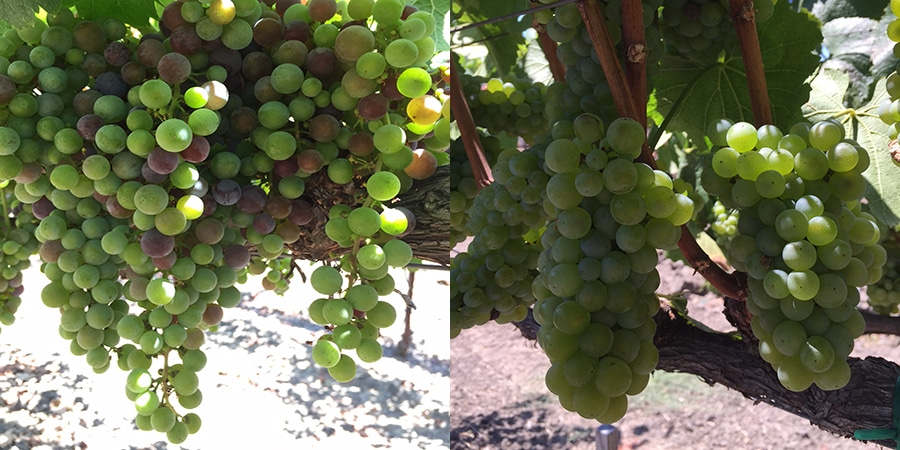 Harvest-Starts-Vineyard