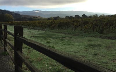 Late Fall at Bell Wine Cellars