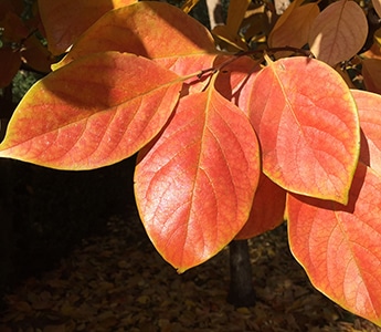 Persimmon leaves