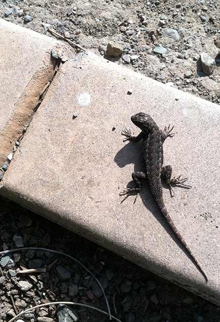 Sunning lizard