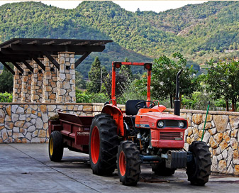 Grapes-Coming-Harvest