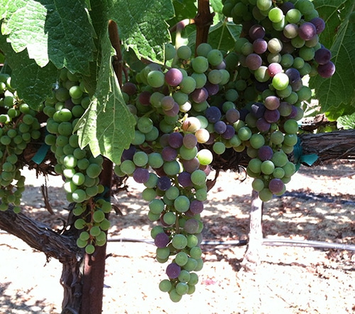 veraison 2 1