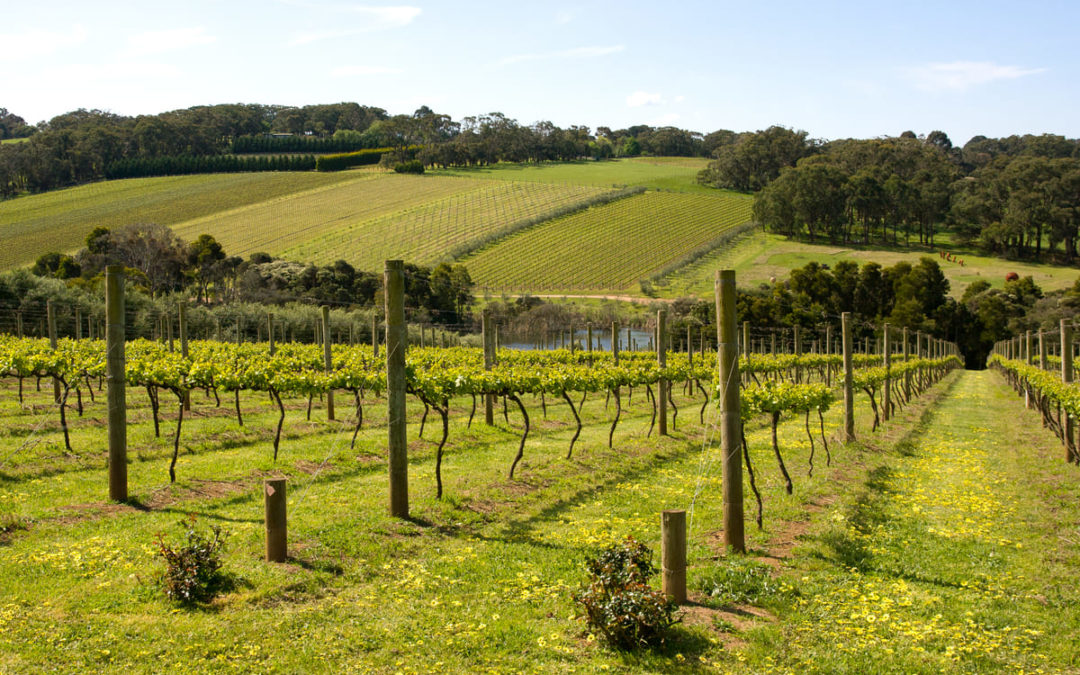 vineyards