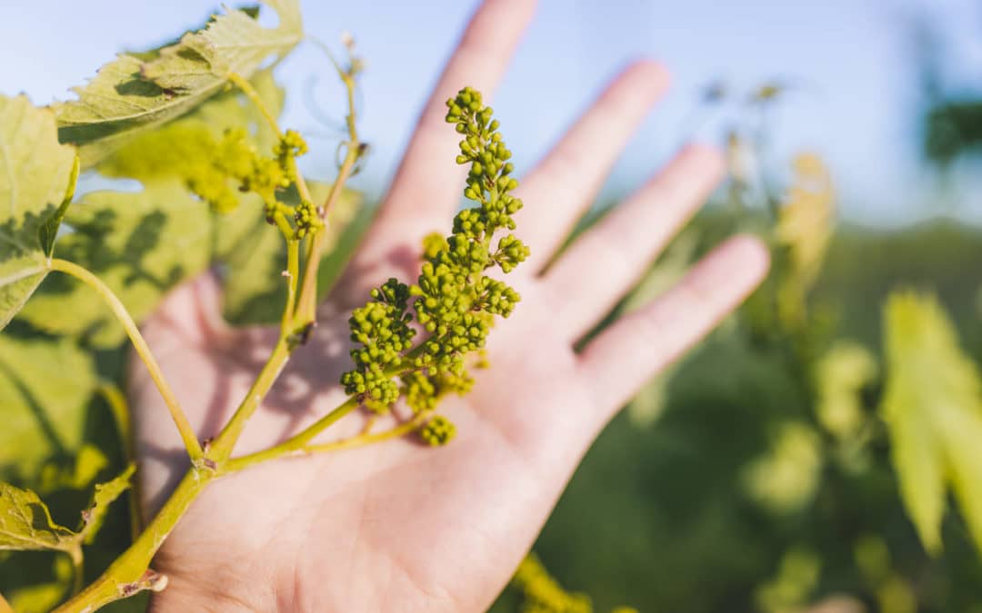 grape fine flowers