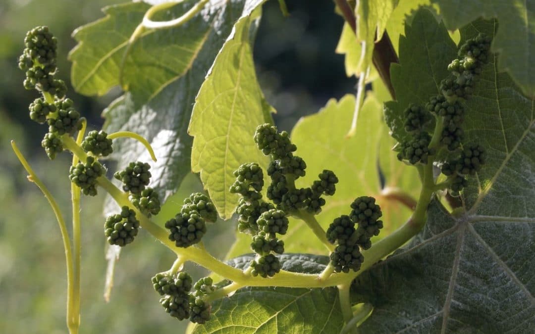 Flowering in the Vineyards