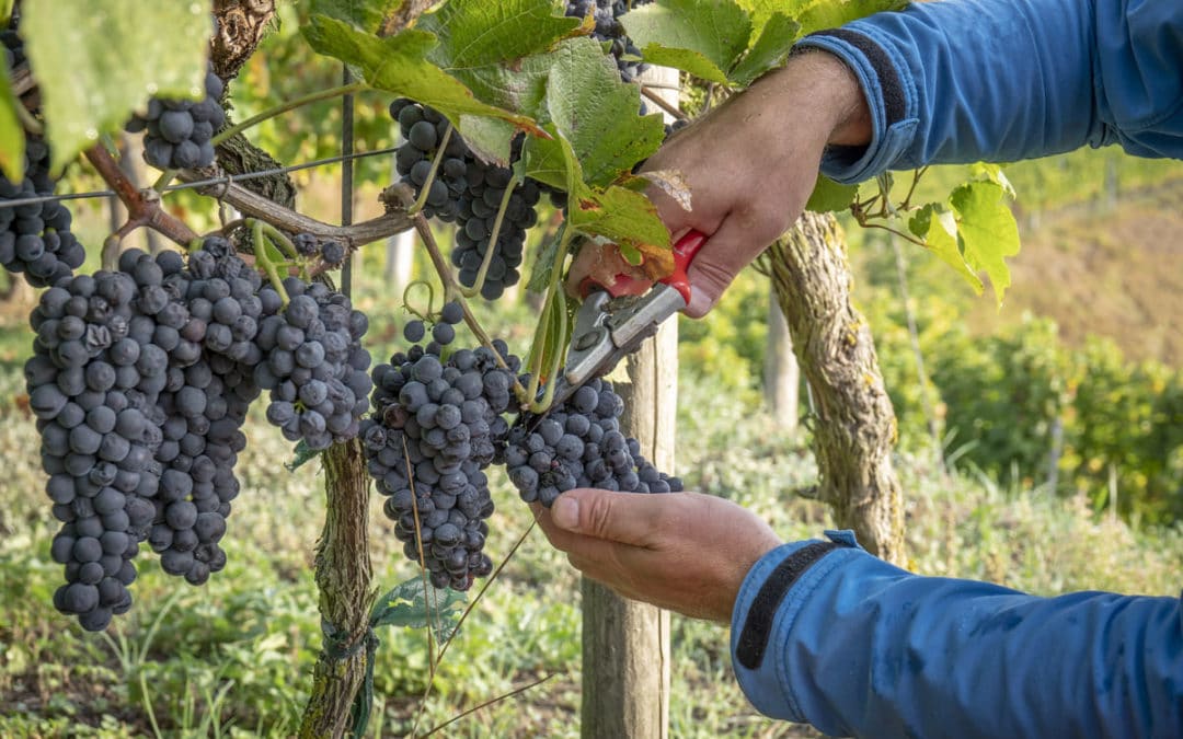 grape harvest