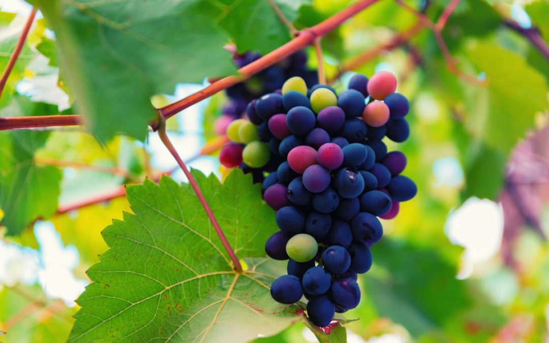 What is Veraison, and when does it occur?