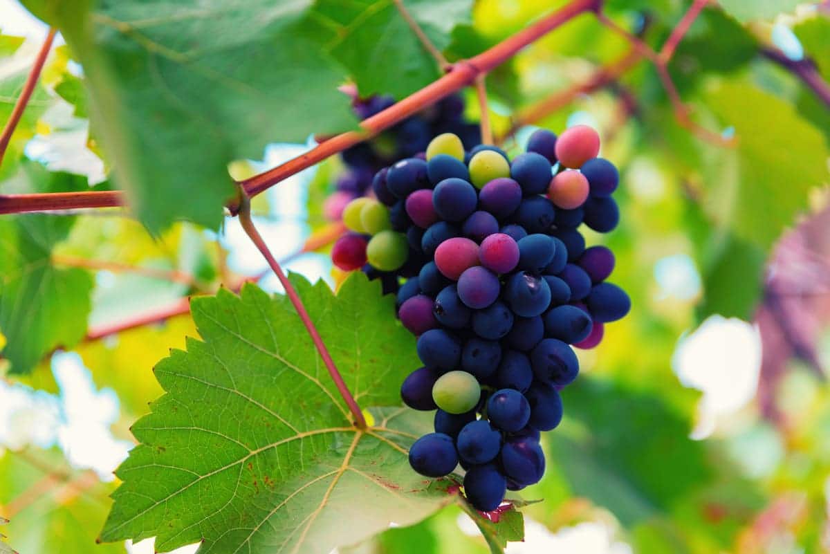 What is Veraison, and when does it occur? - Bell Wine Cellars | best  cabernet sauvignon