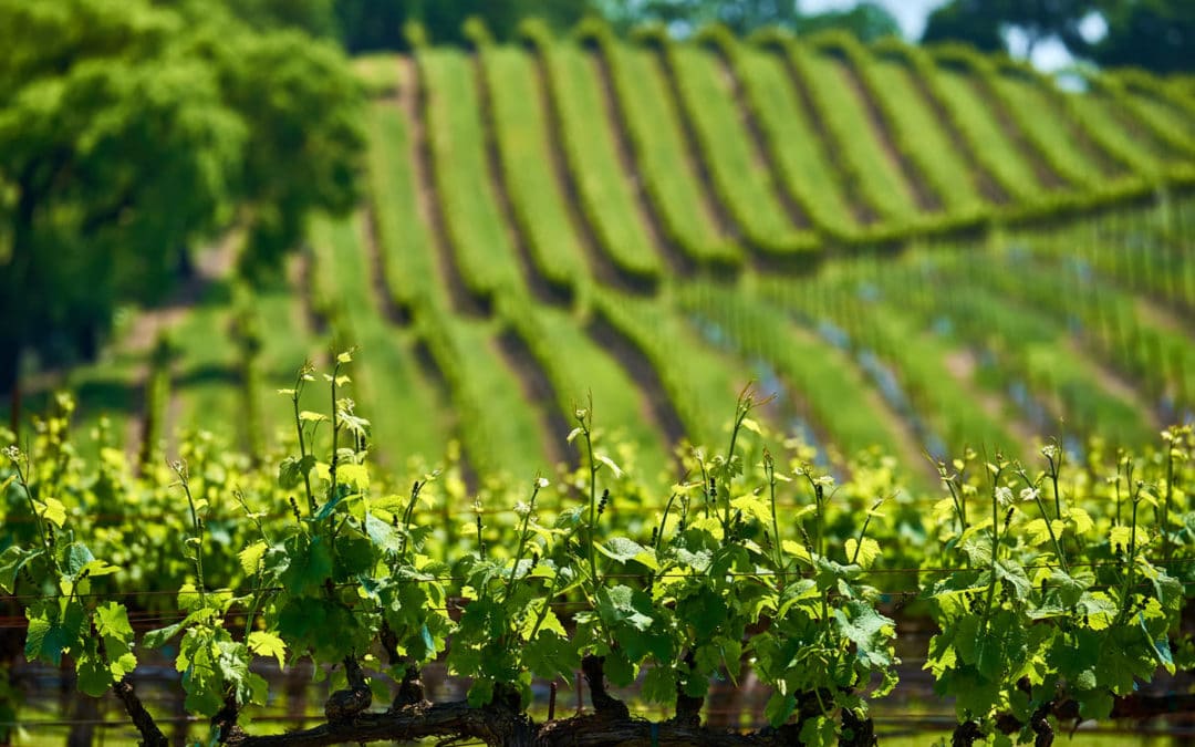 Bell Wine Cellars 2019 ‘Faniani Vineyard’ Cabernet Sauvignon: a Proving Ground
