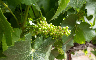 A Vineyard Update From Winemaker, John Hazak